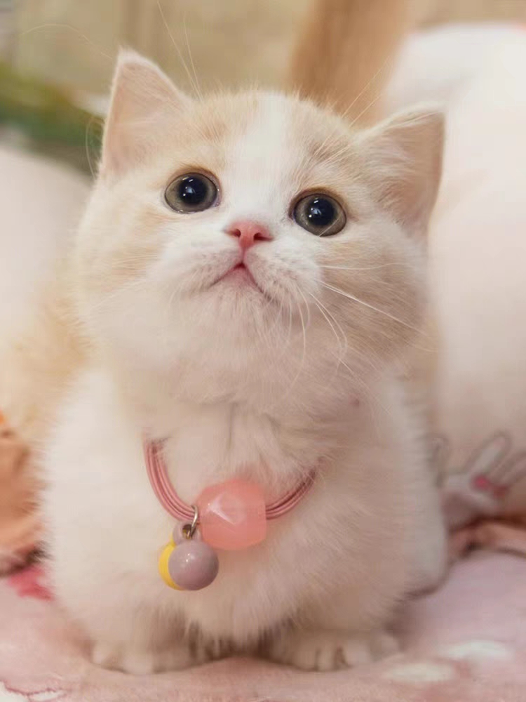 猫舍直销,批发价出售,曼基康矮脚猫